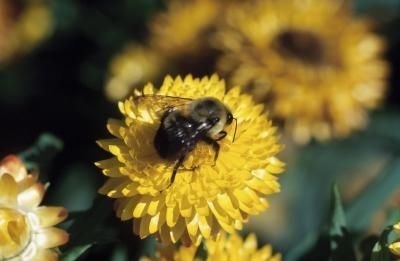 هل زيت النعناع يحيط بنحل العسل؟