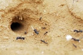 Ground Wasp Yuvaları Nasıl Bulunur?