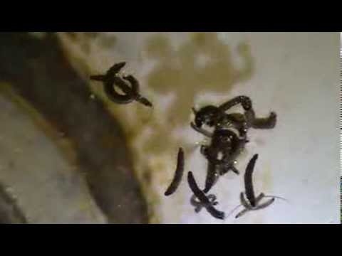 Bugs met kleine harde schelpen in de keuken