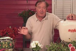 Jak ovládat plísně komárů na pokojových rostlinách