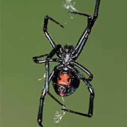 Jedovaté pavúky v New Jersey