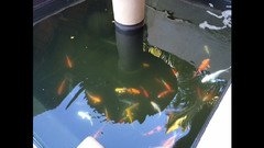 Hvorfor forbliver mine fisk på bunden af ​​mit dam?