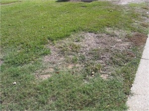 Защо тревата ми е заразена с щурци?