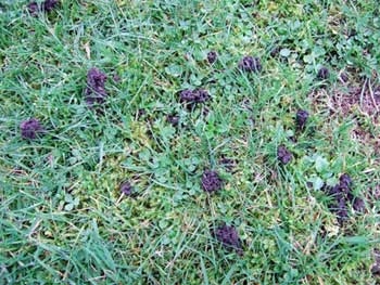 Pourquoi ma pelouse est-elle infestée de grillons?