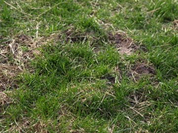 Por que meu gramado está infestado de grilos?