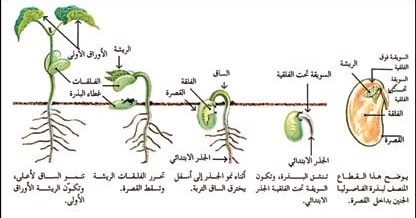 كيف ينمو العنب من البذور