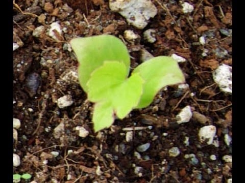 Come coltivare l'uva da seme