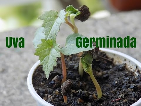 Como cultivar uvas a partir de sementes