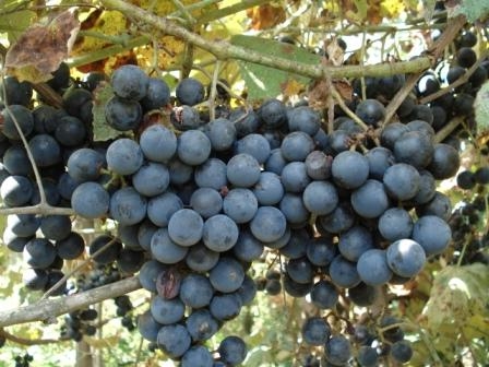 Як вирощувати виноград з насіння