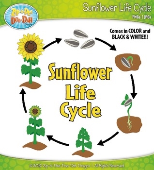 Жизненият цикъл на слънчогледово растение