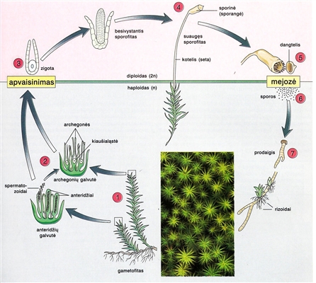 Saulėgrąžų augalų gyvenimo ciklas