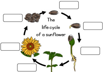 De levenscyclus van een zonnebloemplant