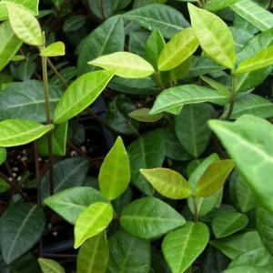 Как посадить почвопокровное растение азиатского жасмина