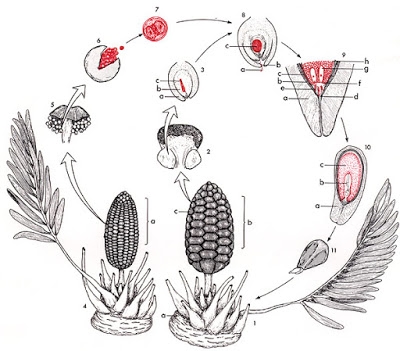 Cycle de vie du lycopodium
