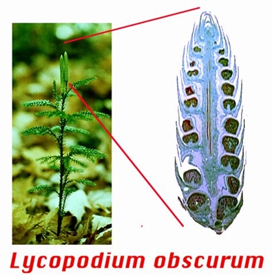 Lycopodium Life Cycle
