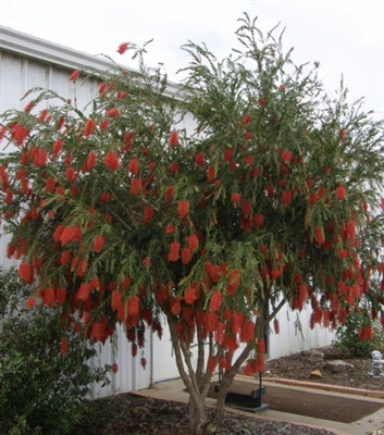 Bottlebrush Ağaçlar Bitki Nasıl