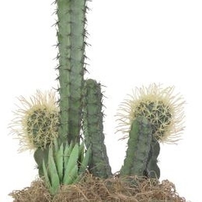 Jak často bude Kaktus hvězdice kvést a kdy?