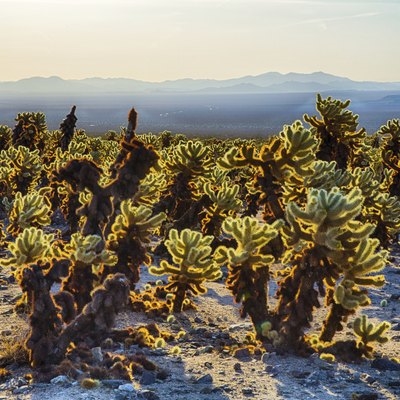 À quelle fréquence un cactus étoilé fleurira-t-il et quand?