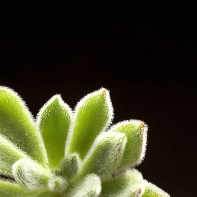 Jak często rozkwita kaktus rozgwiazda i kiedy?