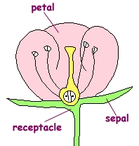Hvilken del af blomsten rummer nektar?