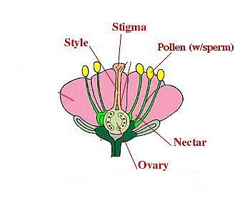 A virág melyik része tartja a nektárt?