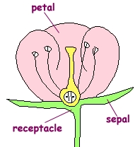 Hvilken del av blomsten har nektar?