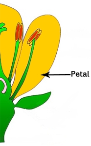 Ktorá časť kvetu obsahuje nektár?