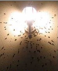 Cómo mantener a los insectos alejados de las luces exteriores