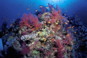 مساوئ الشعاب المرجانية الاصطناعية