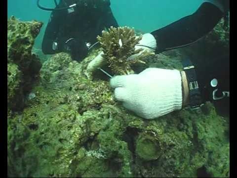 Dezavantajele recifelor de corali artificiale