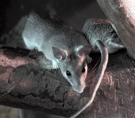 Comment se débarrasser des rats dans les arbres