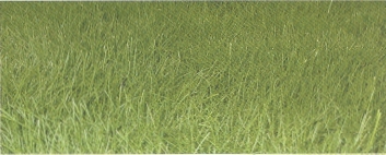 The Best Grass Seed for Michigan Lawns