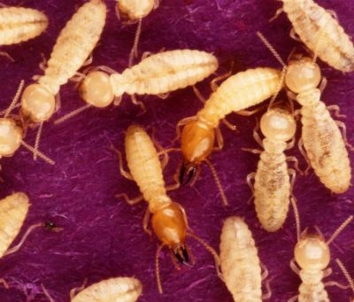 Jak zabíjet termity v nábytku