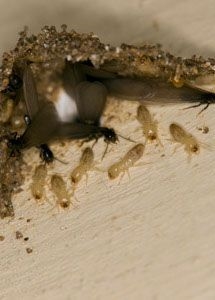Cómo matar termitas en muebles