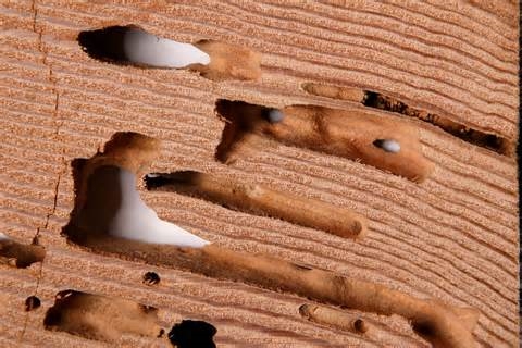 Comment tuer les termites dans les meubles