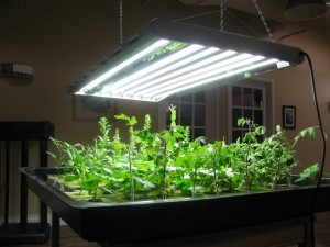 A fény fontossága egy növény számára