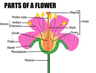 Definition von Blume Filament