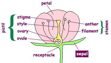 Définition du filament de fleur