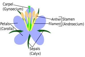 Definição de Filamento de Flores