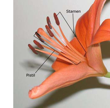 Definiția Flower Filament