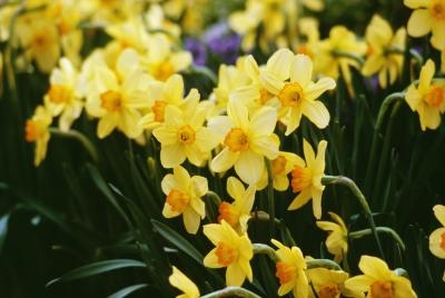 जब Daffodils ब्लूम करते हैं?
