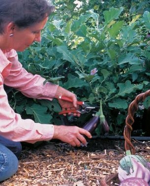 Hoe lang duurt het voordat aubergines groeien?