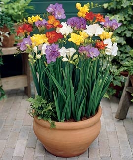 Como plantar Daylilies em vasos