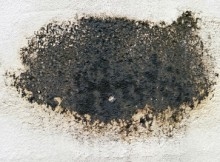 Hoe zwarte schimmel op beton te doden