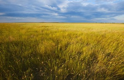Was ist ein Grasland-Ökosystem?