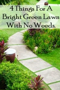 Comment réparer les taches de brûlure jaunes sur votre pelouse avec du bicarbonate de soude