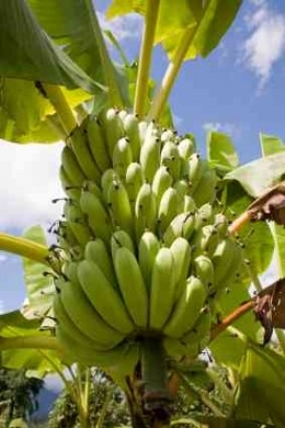 Hoe Banana Seeds Uit De Banana Extraheren