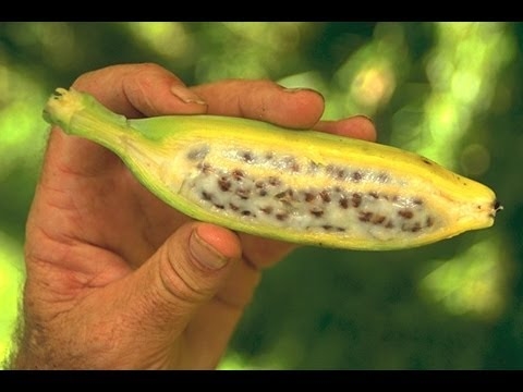 Ako extrahovať semená banánov z banánov