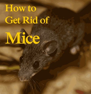 Hogyan lehet megszabadulni az egerekről a lakóautóban