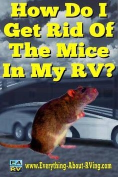 Cara Menyingkirkan Tikus di Trailer Home